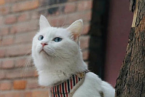日夜不停寻找10天后,我终于在8公里外找到了走丢的猫