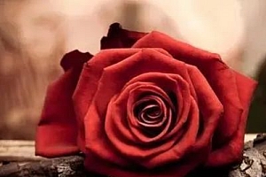 给私密做个美容,其实并不羞耻~