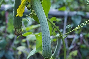 食用丝瓜禁忌-丝瓜的禁忌人群