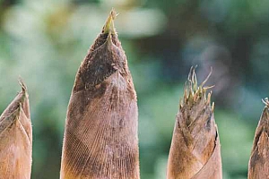 竹笋的营养价值-竹笋的营养价值及功效与作用