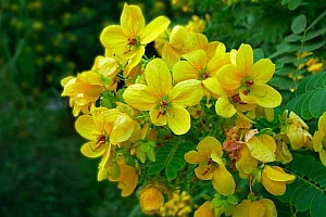 槐花的古载史-槐花