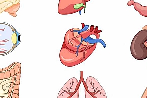 肾移植术后应关注哪些问题-肾移植术后注意事项