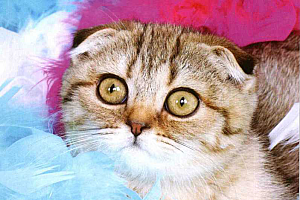 如何挑选一只健康的猫咪回家?-一窝小猫怎样挑最好的?