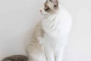 猫咪病后不怎么吃喝-猫咪病后饮食