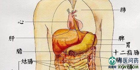 高清肝区疼痛位置图